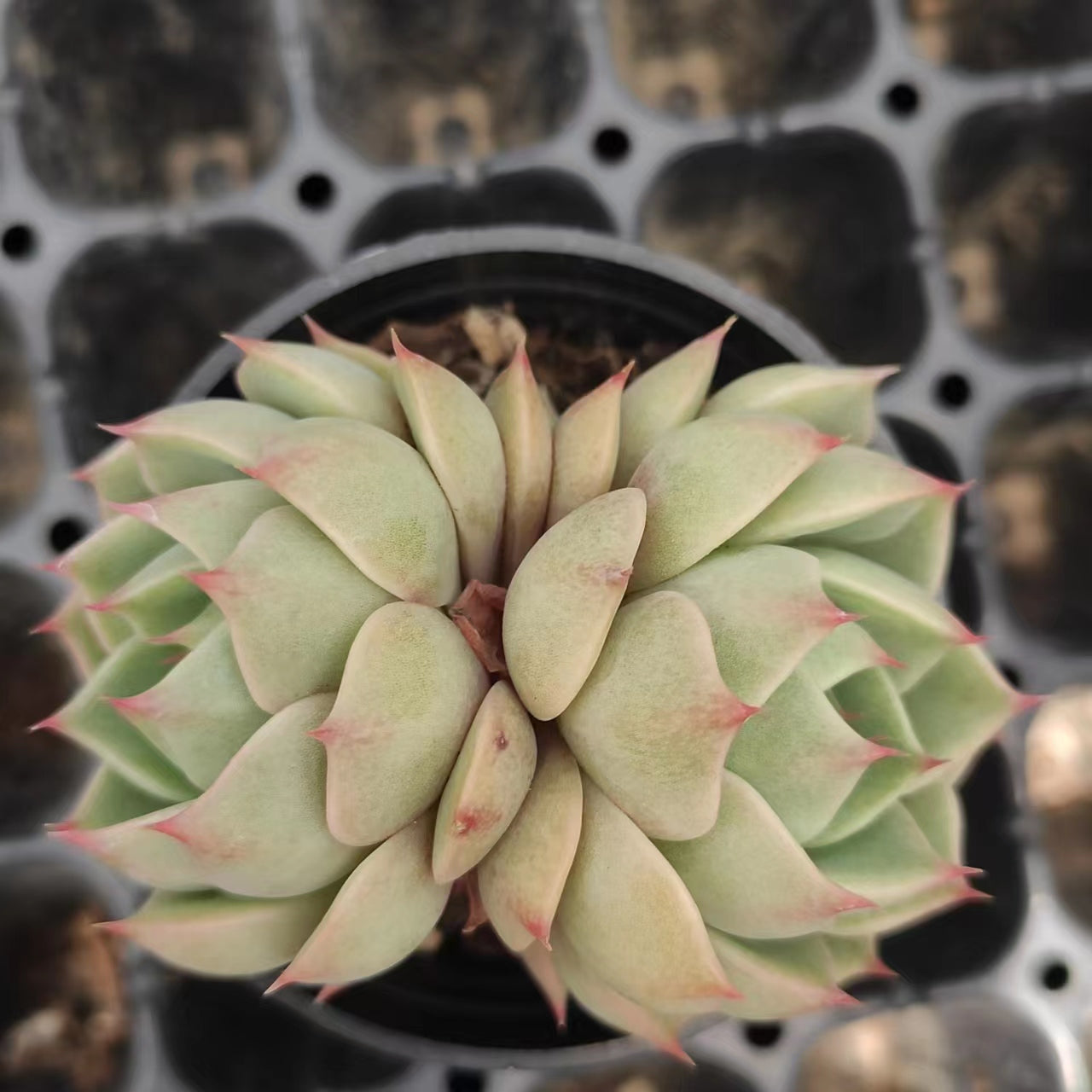 苯巴蒂斯Echeveria Ben Badis，2 Heads 5.5cm Pot