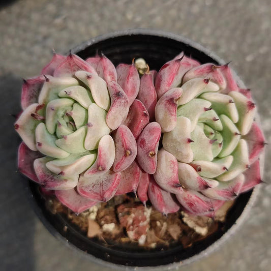 沙罗姬Echeveria Sara-Himebotan，2 Heads 5.5cm Pot