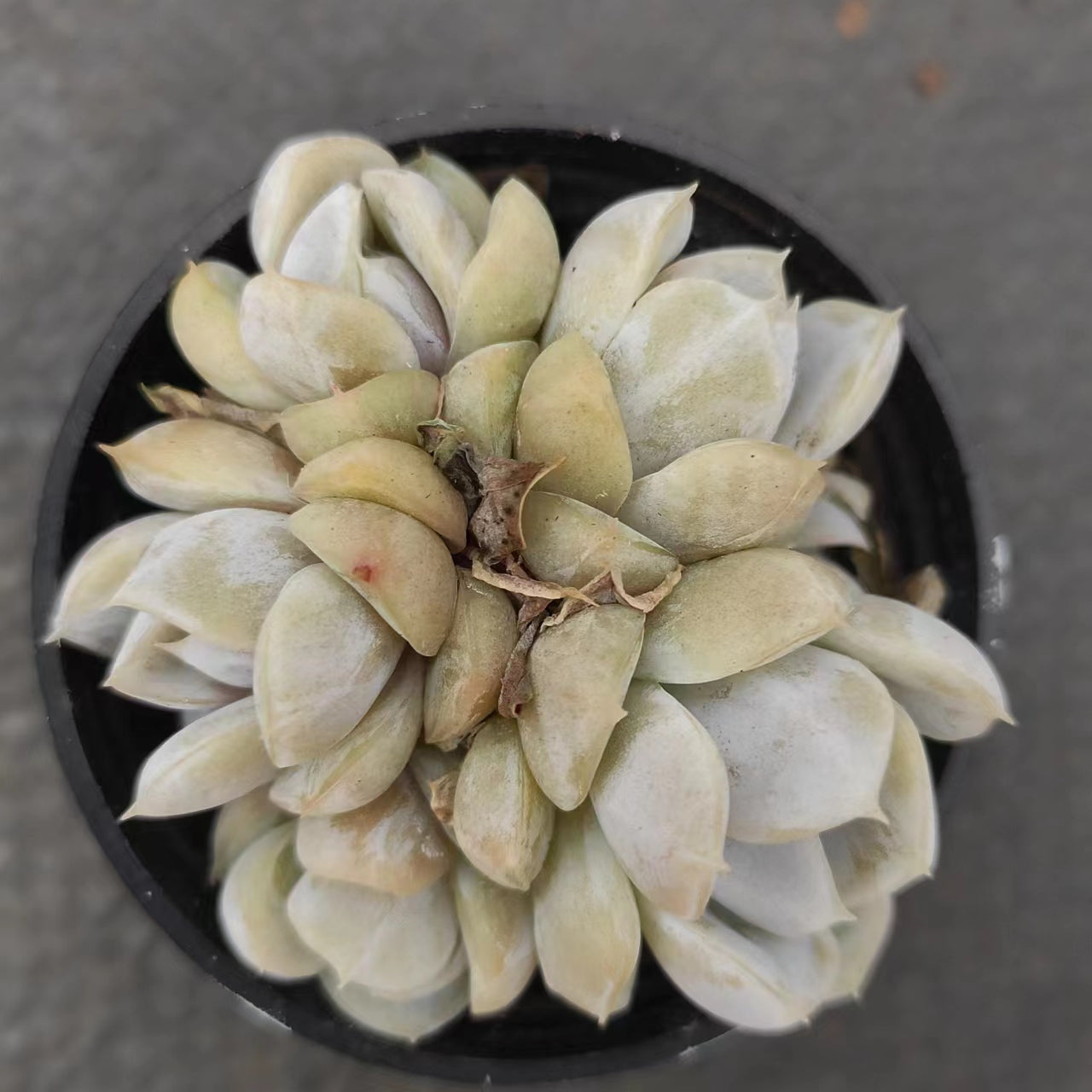 雪兔Echeveria Snow Bunny，Cluster 5.5cm Pot