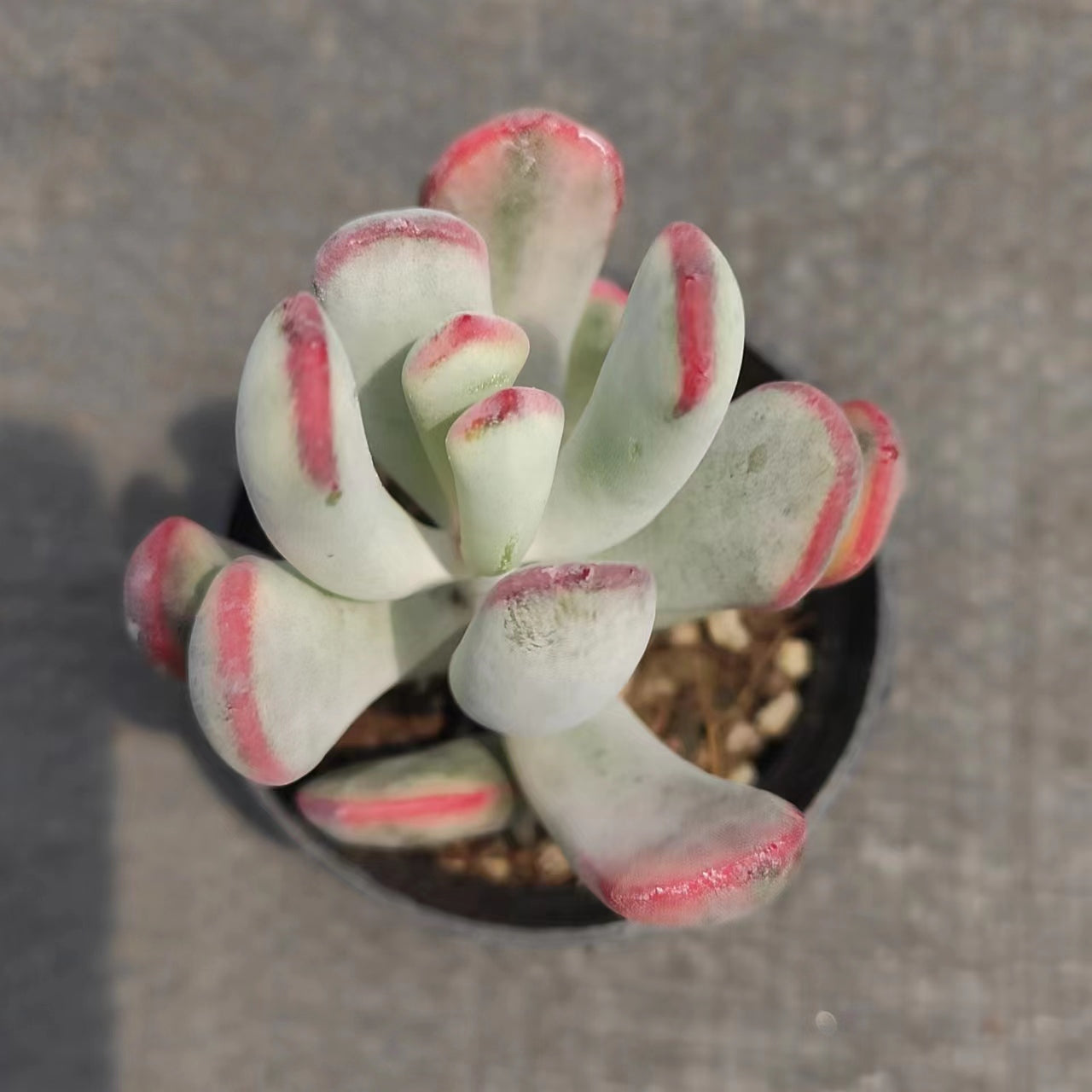 棒叶福娘Cotyledon Orbiculata CV.long Leaf Variegata.，Single Head 5.5cm Pot