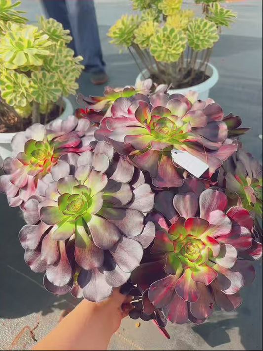 Pre-sale！！！！Shipping in September！！！！！Unique！！No.0578016，Aeonium Chanel Rainbow Varigated，Biggest Sise over 50cm