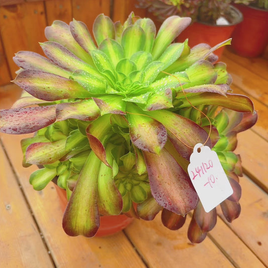 Unique！！No.241102-10.Aeonium Glorious Youth，Cluster.Sizes Shown in Photos.