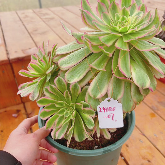 Unique！！No.241102-07.Aeonium Candy Bomb，Cluster.Sizes Shown in Photos.