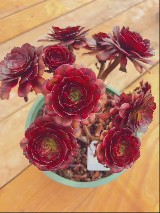 Pre-sale！！！！Shipping in September！！！！！Unique！！No.0578005，Aeonium Titan，About 20-25cm