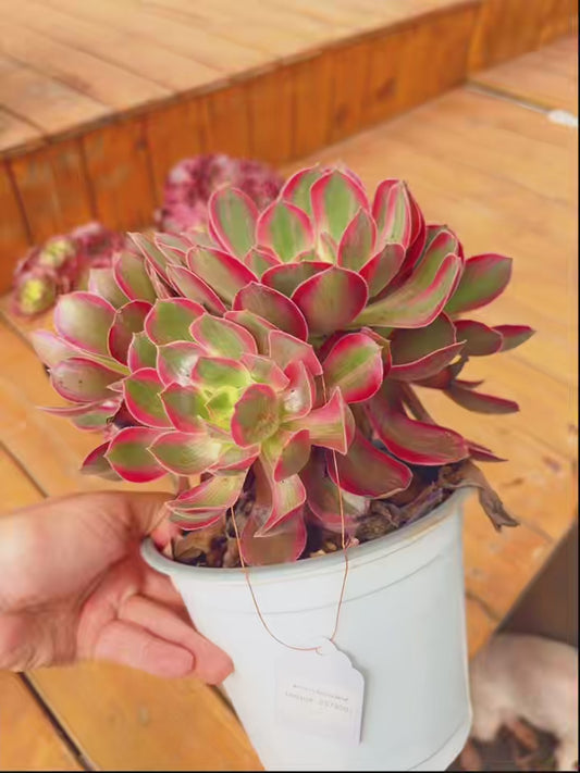 Pre-sale！！！！Shipping in September！！！！！Unique！！No.0578003，Aeonium White Yarn，about 15cm
