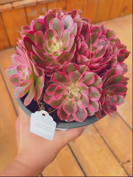 Pre-sale！！！！Shipping in September！！！！！Unique！！No.057801，Aeonium Nereus，about 15cm