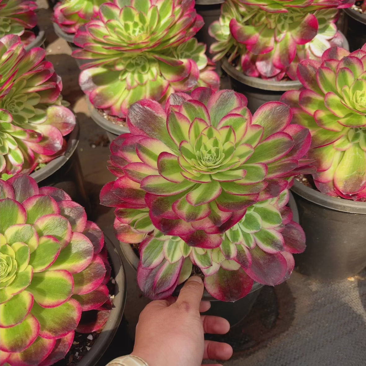 玉姿Aeonium Yuzi，Cluster At least 5 heads 20cm – aliceinsucculand