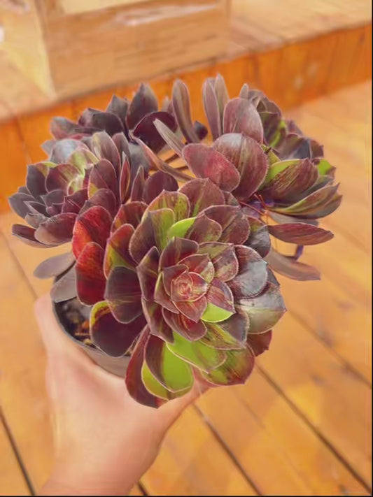 Pre-sale！！！！Shipping in September！！！！！Unique！！No.0578007，Aeonium Eurora，About 15-20cm