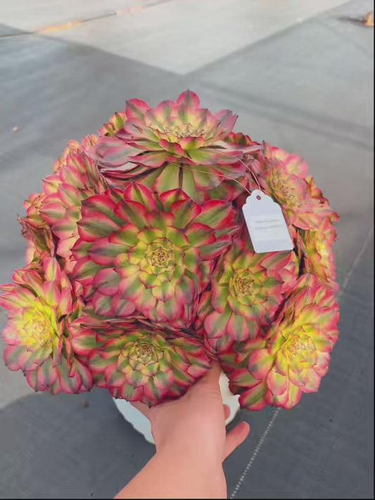 Pre-sale！！！！Shipping in September！！！！！Unique！！No.0578018，Aeonium None-named Mutant，About 40cm