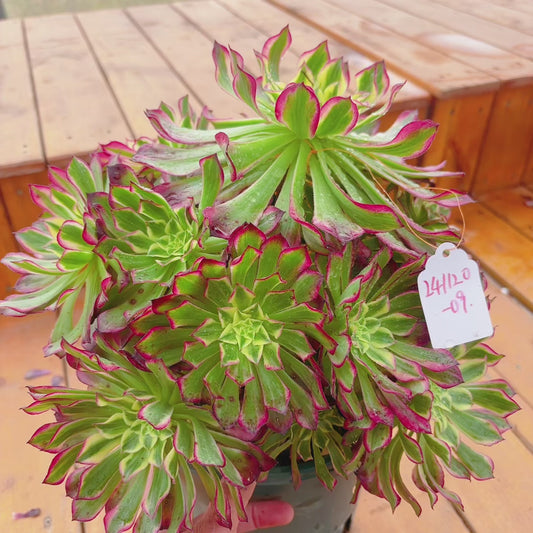 Unique！！No.241102-09.Aeonium Tian He，Cluster.Sizes Shown in Photos.