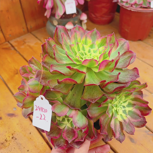 Unique！！No.241102-22.Winkle Leaves Aeonium Yuzi，Cluster.Sizes Shown in Photos.