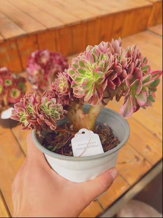 Pre-sale！！！！Shipping in September！！！！！Unique！！No.0578004，Aeonium Princess Crest，About 14cm