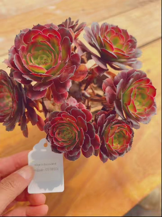 Pre-sale！！！！Shipping in September！！！！！Unique！！No.0578006，Aeonium Meiji，About 15cm