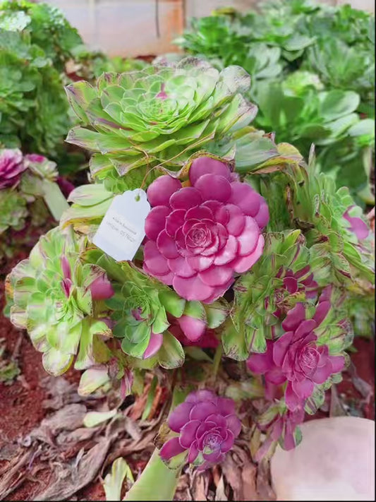 Pre-sale！！！！Shipping in September！！！！！Unique！！No.0578020,Aeonium Rootless Aeonium Zhi Fou,About 30cm