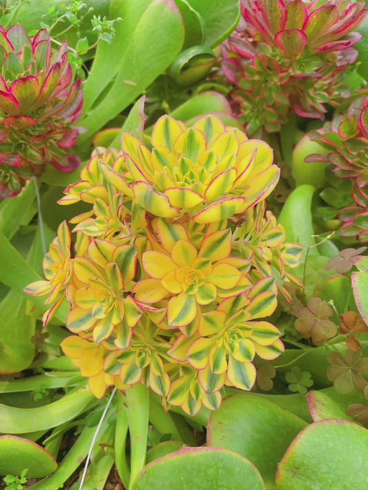 太阳神/金乌Aeonium Golder Crow，Rootless cluster at least 10 heads 20cm