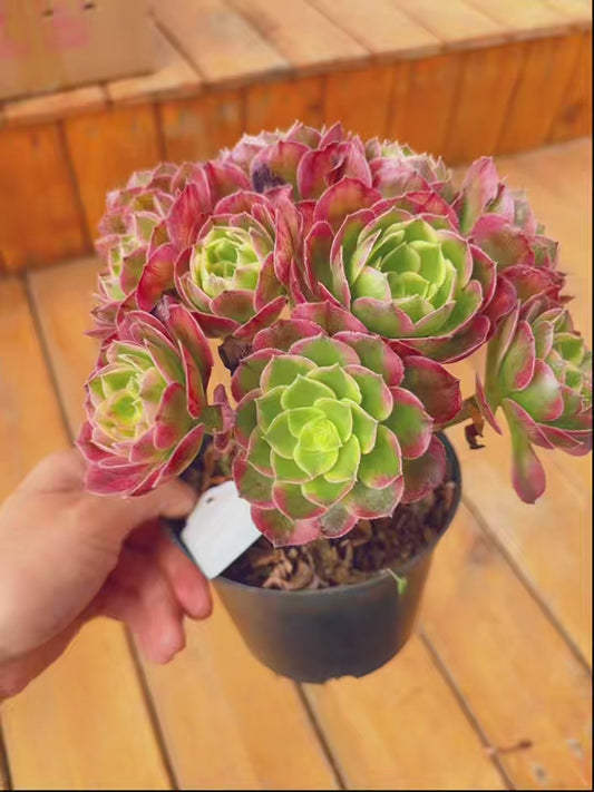 Pre-sale！！！！Shipping in September！！！！！Unique！！No.057802，Aeonium Yuzi，about 18cm