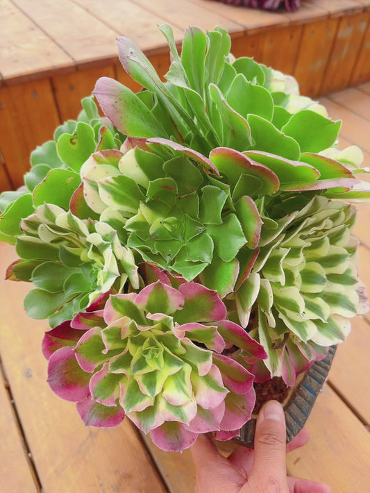 Unique！！3 species in 1 cluster，Aeonium River Stone&River Stone The  Green&Velour&Poker Face