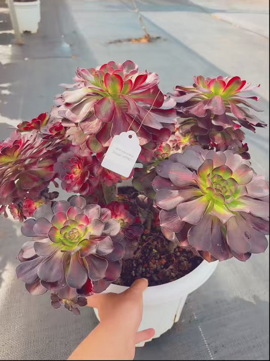 Pre-sale！！！！Shipping in September！！！！！Unique！！No.0578017，Aeonium Chanel Rainbow Varigated，Biggest Sise over 50cm