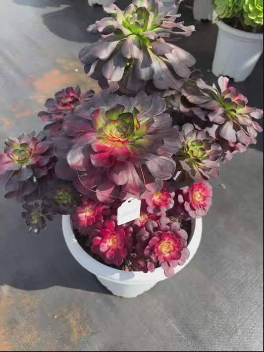 Pre-sale！！！！Shipping in September！！！！！Unique！！No.0578015，Aeonium Chanel Rainbow Varigated，Biggest Sise over 50cm