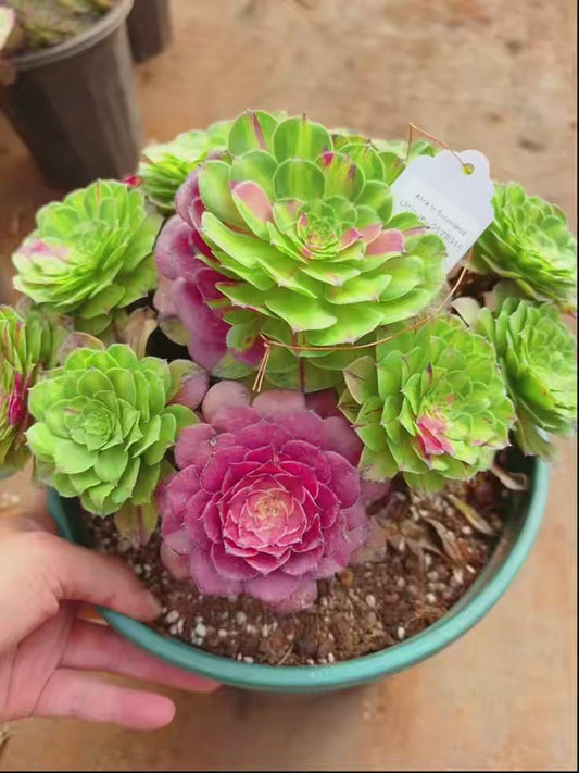 Pre-sale！！！！Shipping in September！！！！！Unique！！No.0578019,Aeonium Rooted Aeonium Zhi Fou,0578019,About 25cm