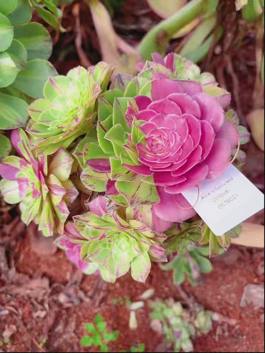 Pre-sale！！！！Shipping in September！！！！！Unique！！No.0578021,Aeonium Rootless Aeonium Zhi Fou,12-15cm