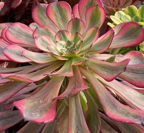 红颜 Aeonium Hongyan，Cutting 10cm