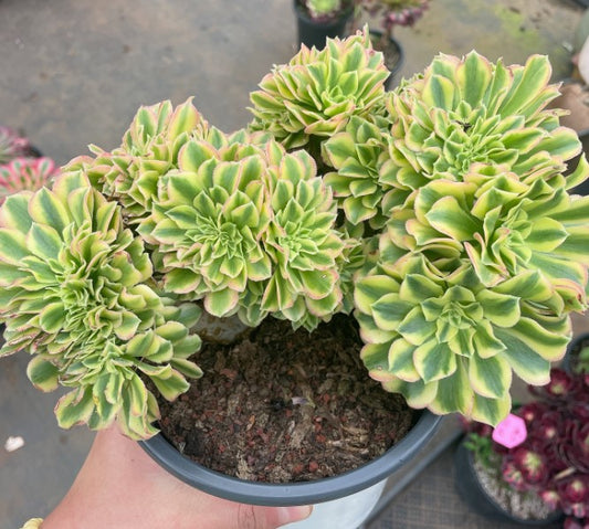 艳凝缀 Cristata.Aeonium Yan Ning，With Root Crested Line 15cm Or Total 22cm