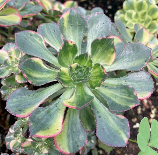 彩蝶 Aeonium Butterfly，Single Head With Root 8cm