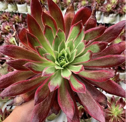 Pre-Sale!! Shipping in September!!!孔雀锦 Aeonium Peacock，Single Head With Root 13cm