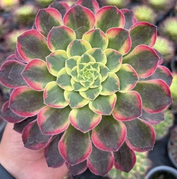 Pre-Sale!! Shipping in September!!!朝霞 Aeonium Moring Glow，Single Head With Root 13cm