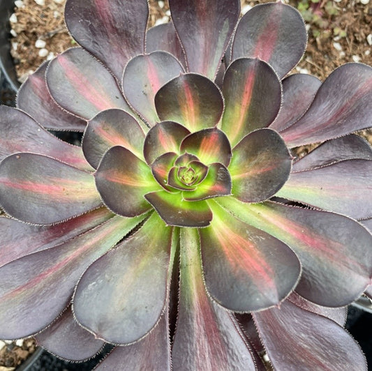 彩虹/圆叶中斑 Aeonium Rainbow/Chanel Middle，Single Head With Root 13cm