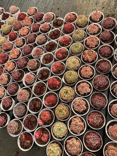 Pre-Sale!! Shipping in September!!!Discount Package.6 Random Species,9 of each 54 Per Set,5.5cm Pot