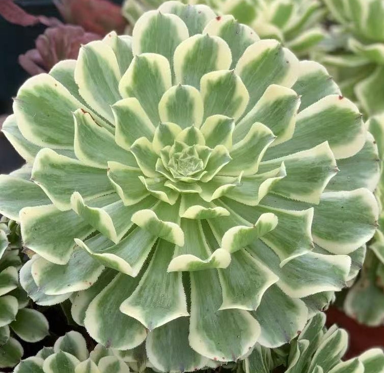 碧浪 Aeonium Green Wave，Single Head With Root 15cm