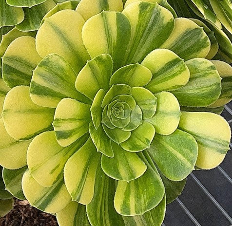 金丝翡翠 Aeonium Golden Jade,Single Head With Root 13cm