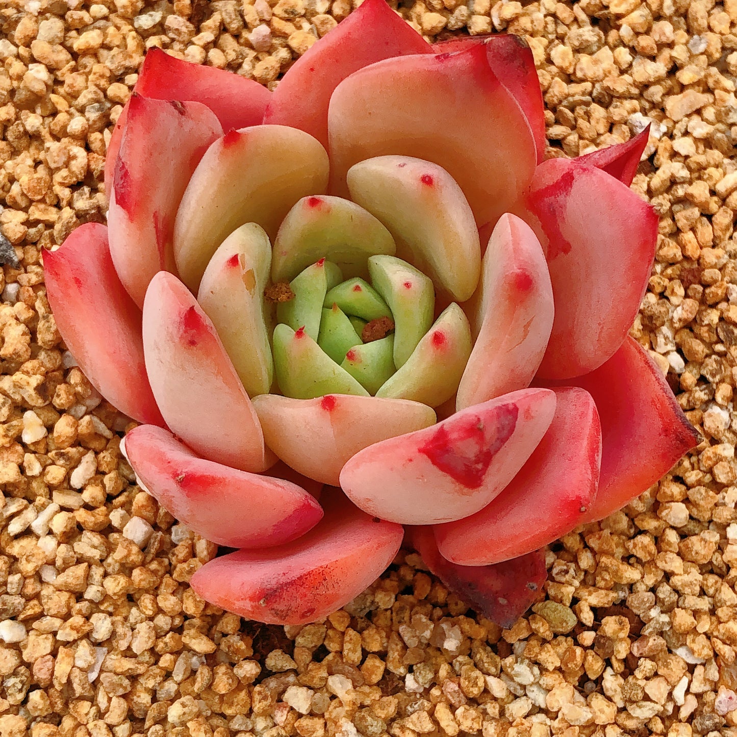 香妃单头 Echeveria Princess.9cm Pot