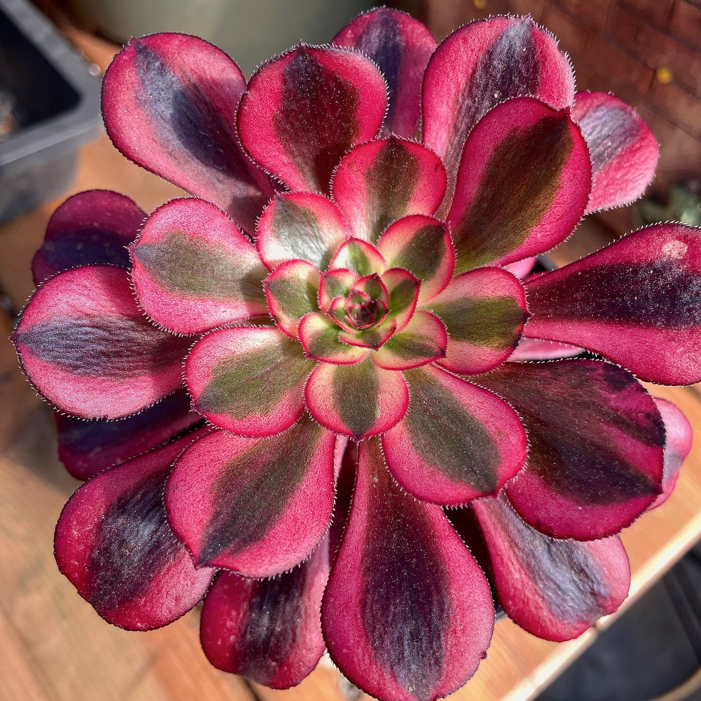 圆叶白/香奈儿Aeonium 'Short Black' The White /Chanel，Cutting  10cm