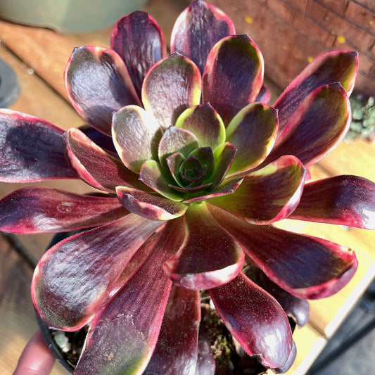 欧嘉丽，Aeonium Superbang.Single Head With Root 13cm