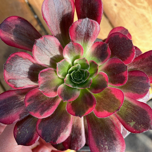 Pre-Sale!! Shipping in September!!!安娜 Aeonium Anna，Single Head With Root 13cm