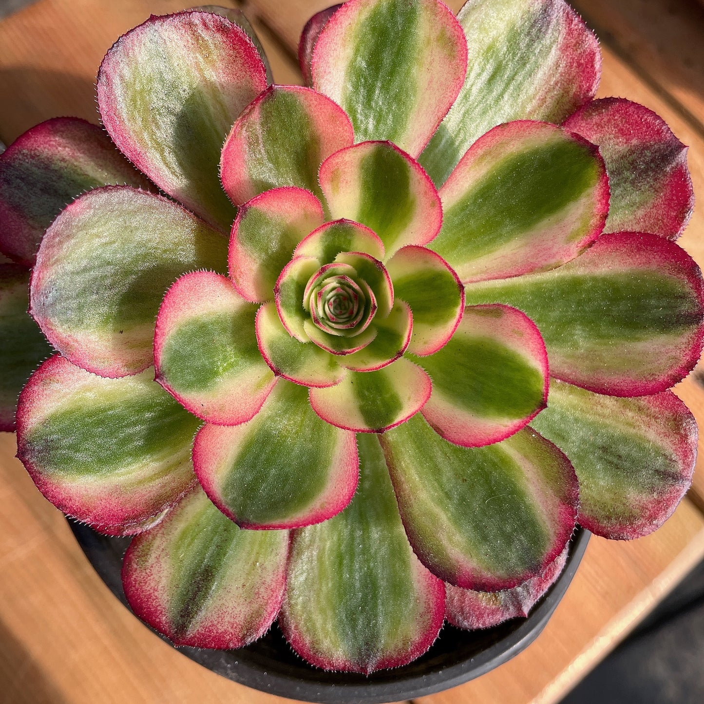 万白  Aeonium Hollowing the White,Single Head With Root 13cm