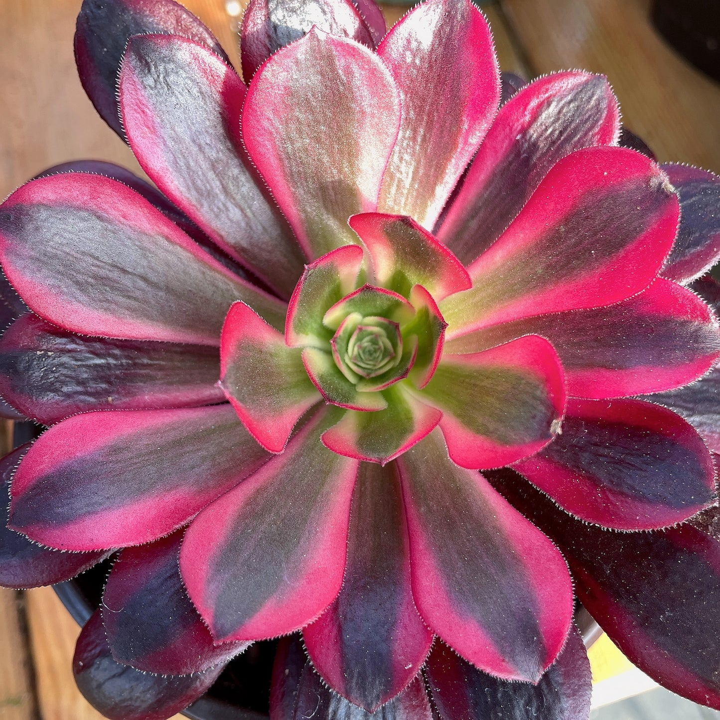 美杜莎Aeonium ‘Medusa’，Cutting  10cm