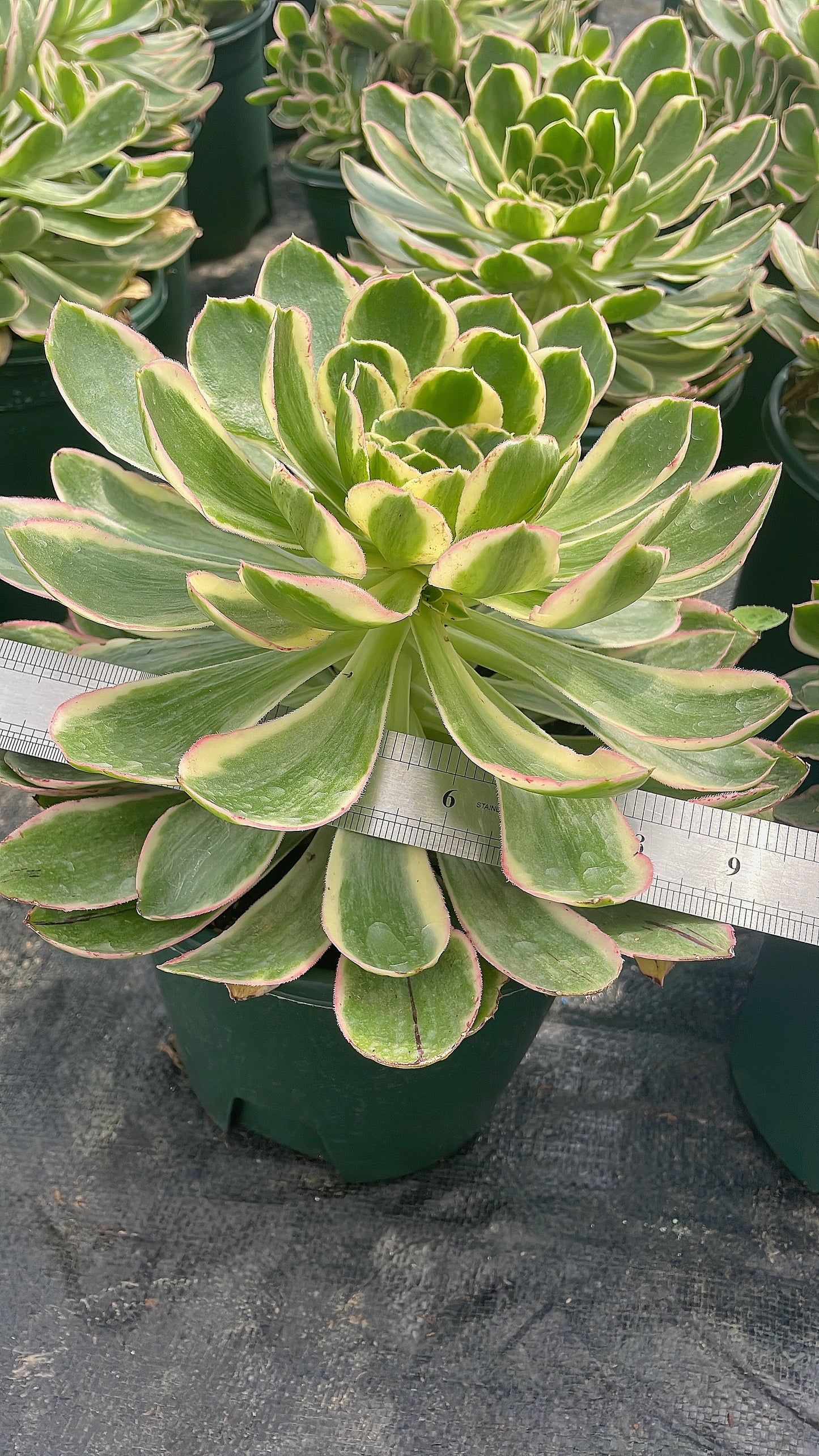 大叶绿玫瑰Aeonium Green Rose，Cutting  20cm