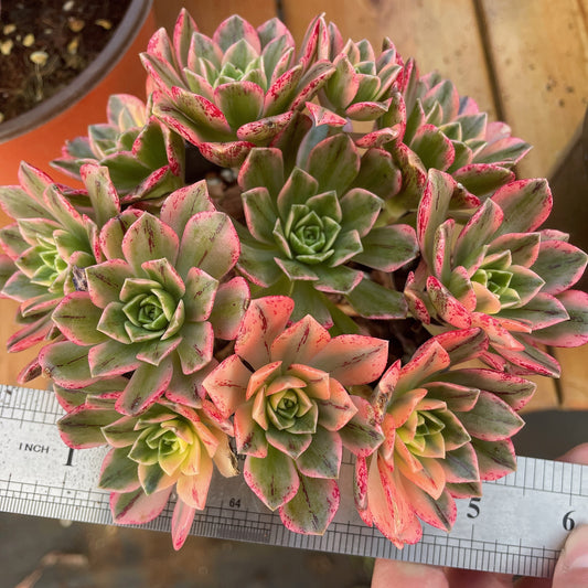 Pre-Sale!! Shipping in September!!!甜茶  Aeonium Sweet Tea，Cluster  At least 12 heads 10-13cm