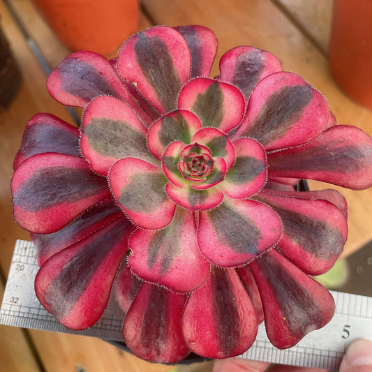 圆叶白/香奈儿Aeonium 'Short Black' The White /Chanel，Single Head With Root 13cm