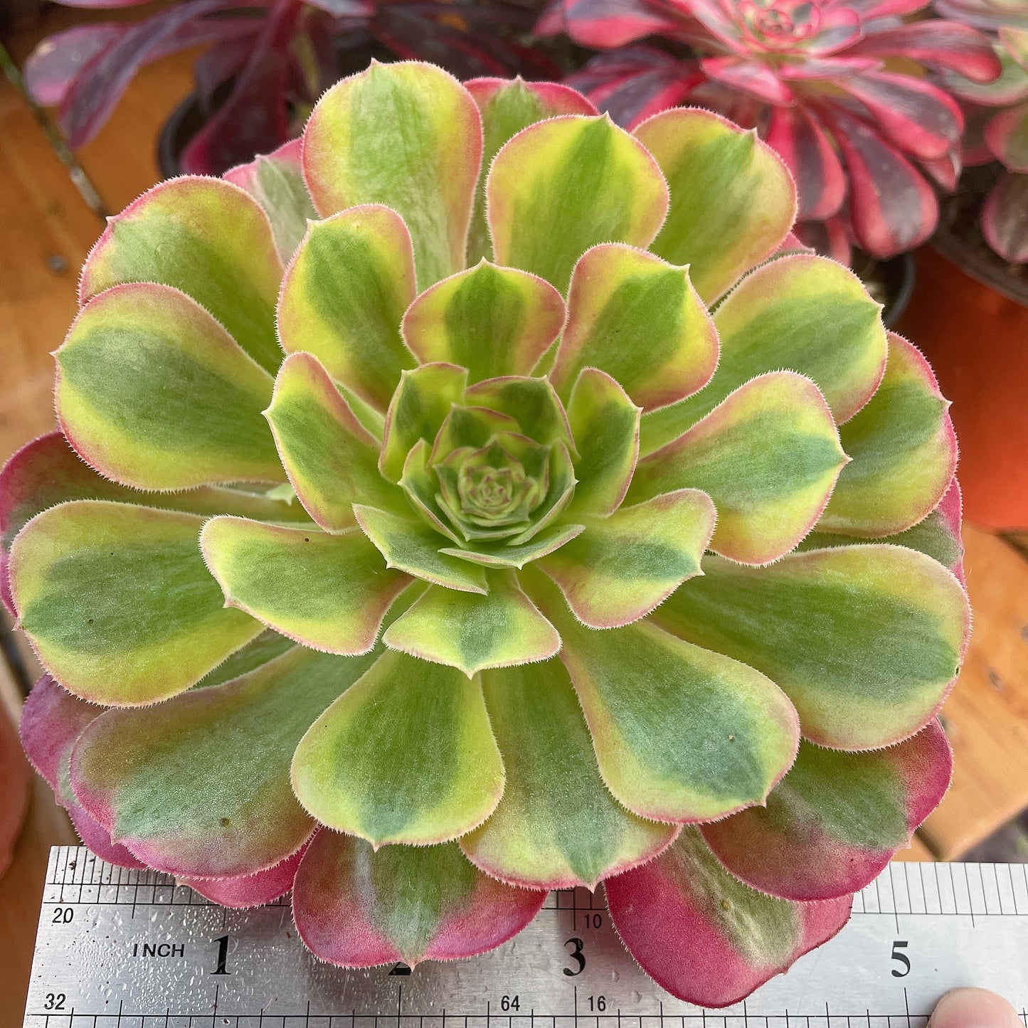 洛神Aeonium Luoshen，Cutting  10cm