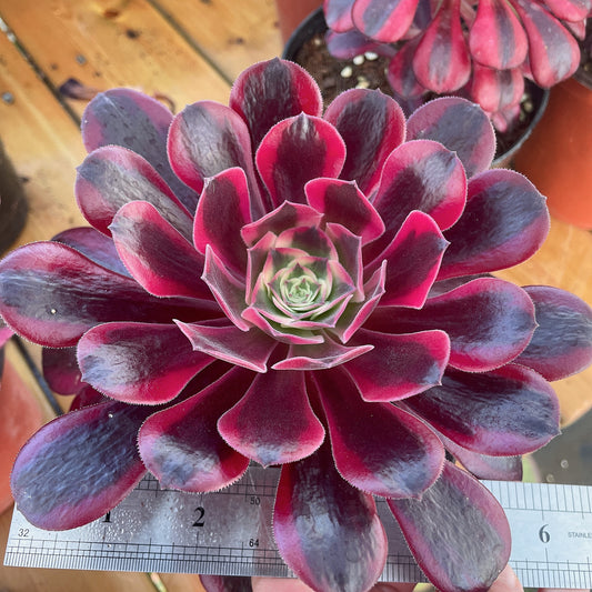Pre-Sale!! Shipping in September!!!美杜莎 Aeonium ’Medusa‘，Single Head With Root 13cm