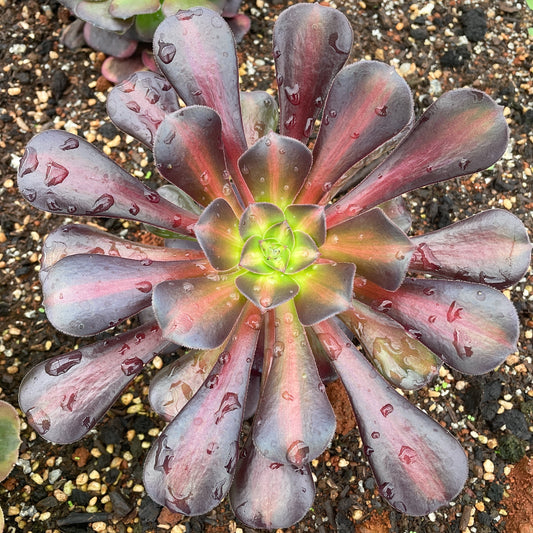 花纳锦Aeonium Kilimanjaro Middle Variegated mutant of Aeonium Medusa,Single Head With Root 13cm