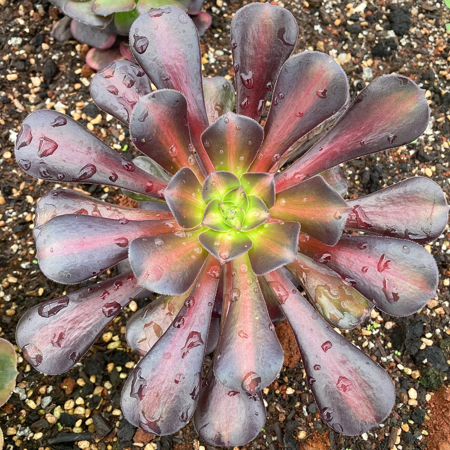 花纳锦Aeonium Kilimanjaro/Middle Variegated of Aeonium Medusa,Cutting  10cm