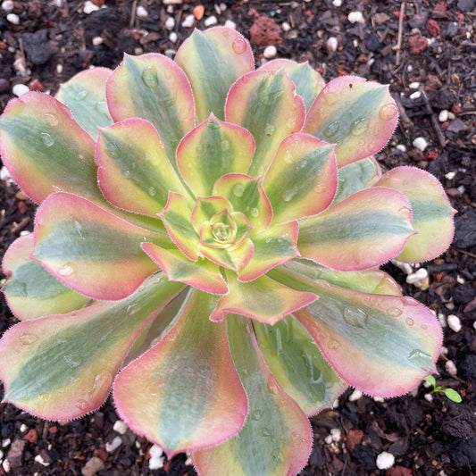 洛神Aeonium Luoshen，Single Head With Root 13cm