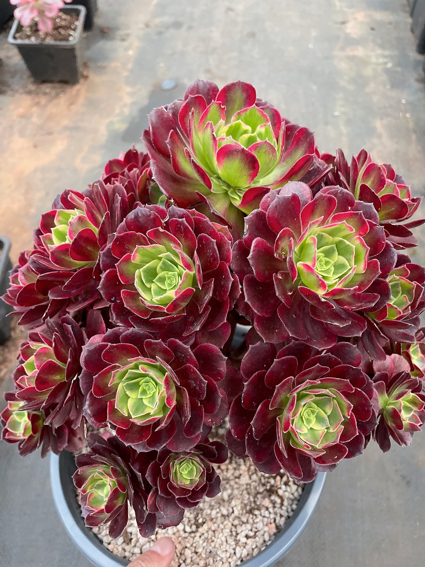 Pre-Sale!! Shipping in September!!!安娜群生Cluster  Aeonium Anna，Cluster  At least 18 heads 25-30cm