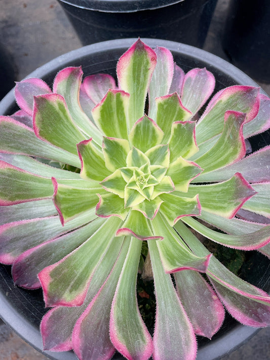 天和 Aeonium Tianhe，Single Head With Root 20cm